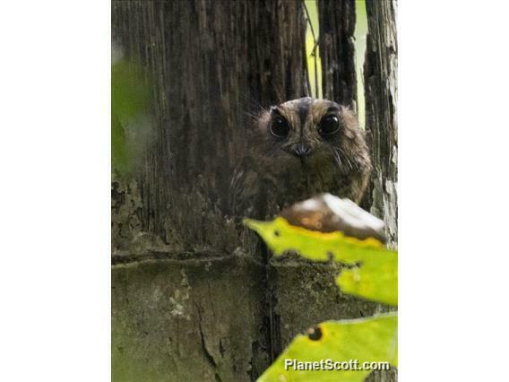 Vogelkop Owlet-Nightjar