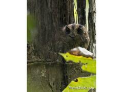 Vogelkop Owlet-Nightjar photo 1