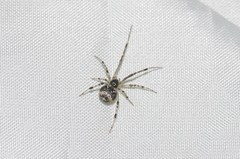 Parasteatoda tabulata