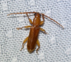 Smodicum cucujiforme