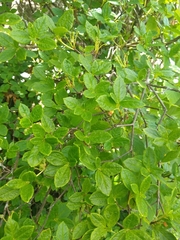 Rhododendron pilosum