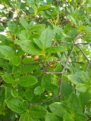 Rhododendron pilosum