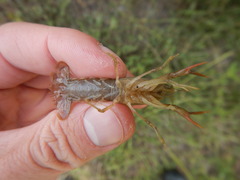 Procambarus albaughi