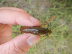 Procambarus albaughi