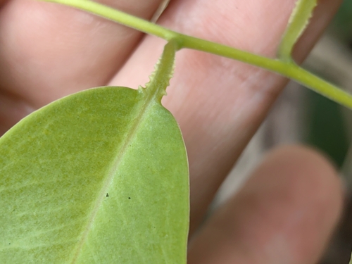 Embelia canescens