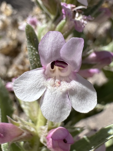 Dune Beardtongue (Penstemon arenarius)