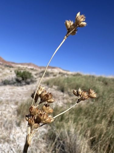 Image of Juncus cooperi by (c) Matt Berger, some rights reserved (CC BY)