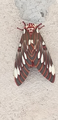 Citheronia splendens