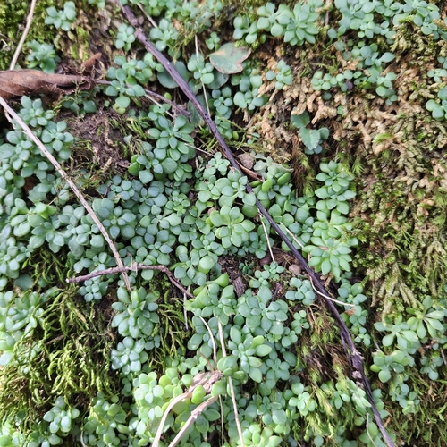 Nevius' Stonecrop (Sedum nevii)
