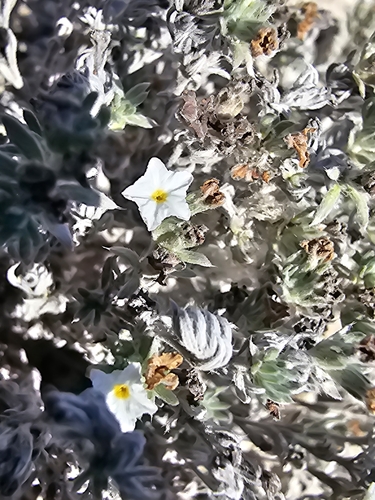 Image of Euploca confertifolia by (c) Liliana Ramírez-Freire, some rights reserved (CC BY)