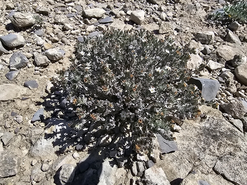Image of Euploca confertifolia by (c) Liliana Ramírez-Freire, some rights reserved (CC BY)