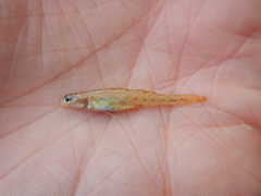 Etheostoma chlorosoma