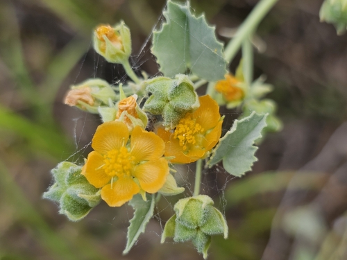 Image of Abutilon malacum by (c) Liliana Ramírez-Freire, some rights reserved (CC BY)