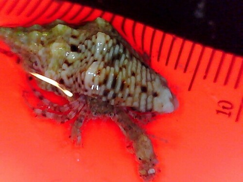 Cominella acutinodosa observed 2024-10-03
