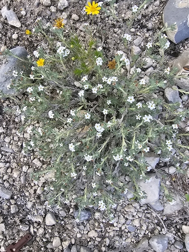 Image of Euploca confertifolia by (c) Liliana Ramírez-Freire, some rights reserved (CC BY)