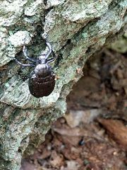 Osmoderma scabra