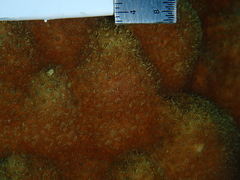 Porites astreoides