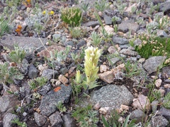 Castilleja pulchella