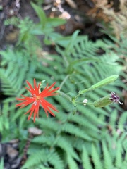 Silene laciniata laciniata