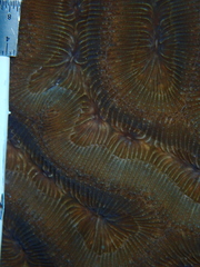 Colpophyllia natans