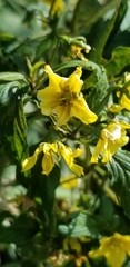Lysimachia ciliata