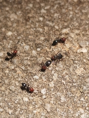 Crematogaster scutellaris