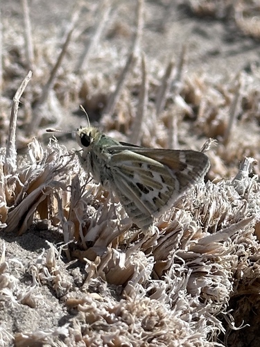 Uncas Skipper