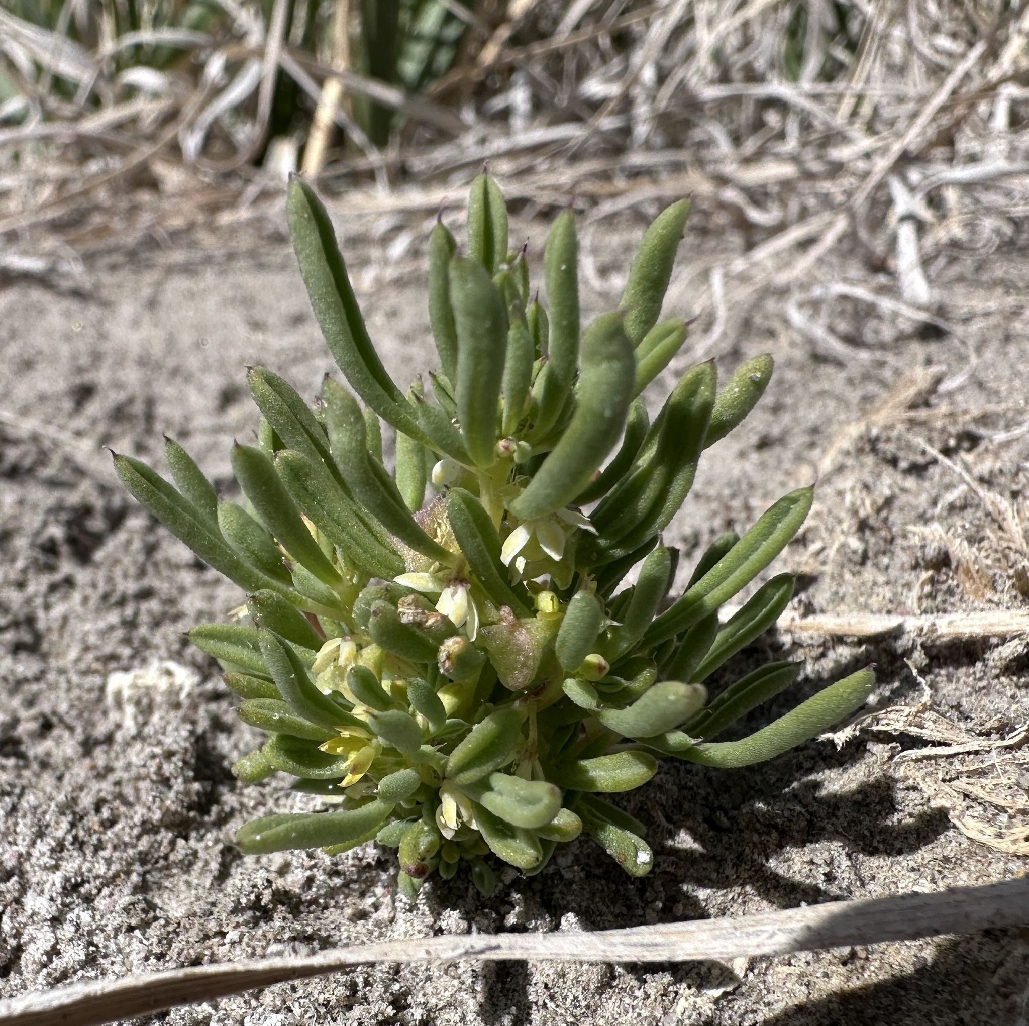Short-Pedicelled Cleomella (Cleomella brevipes)