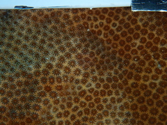 Stephanocoenia intersepta