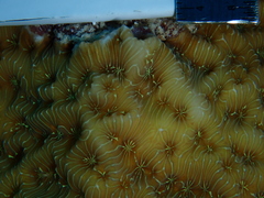 Helioseris cucullata