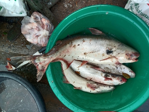 Vlek-haaimeerval (Pangasius larnaudii) — Pangasiidae — 5