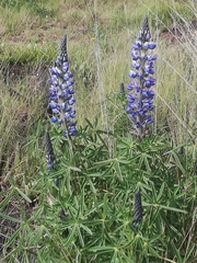 Lupinus aschenbornii