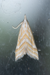 Leptosteges parthenialis