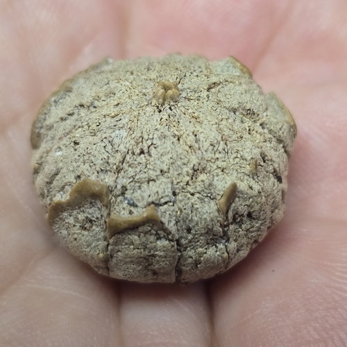 Image of Hippomane mancinella by (c) Reanne ("Bean") Dunn, some rights reserved (CC BY)