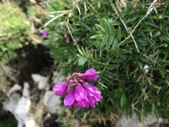 Hedysarum hedysaroides