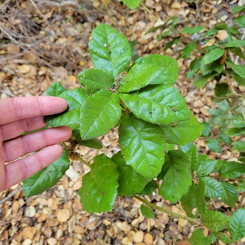 Image of Quercus tomentella by no rights reserved
