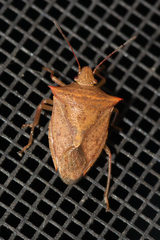 Euschistus ictericus
