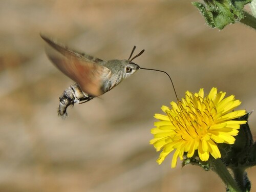 Eurasian Hummingbird Hawkmoth photo 4