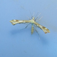 Gillmeria pallidactyla