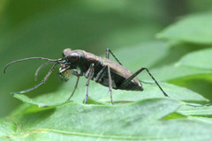 Cylindera kaleea