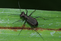 Cylindera kaleea