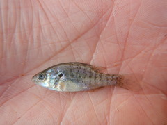 Lepomis humilis