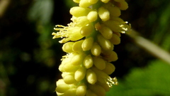 Stryphnodendron pulcherrimum