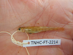 Etheostoma chlorosoma