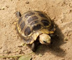 Indotestudo elongata