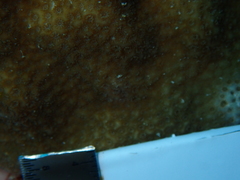 Porites astreoides image