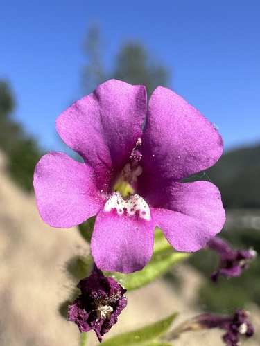 Bolander's monkeyflower (Diplacus bolanderi)