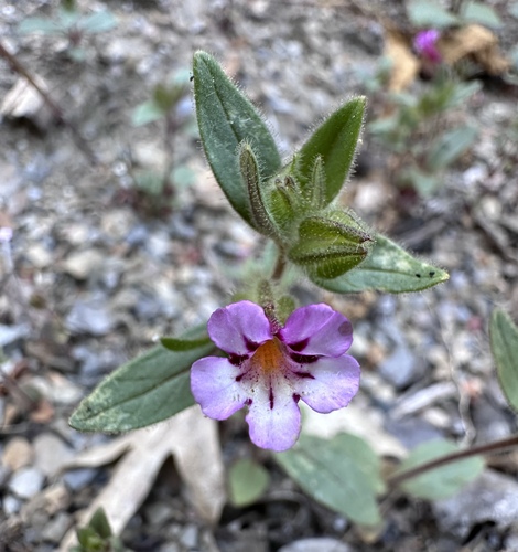 Viscid monkeyflower (Diplacus viscidus)