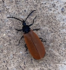 Macrolygistopterus rubripennis