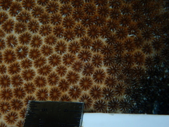 Stephanocoenia intersepta